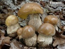 Leccinum crocipodium