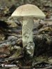 Leccinum duriusculum