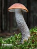 Leccinum piceinum