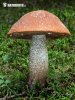 Leccinum piceinum