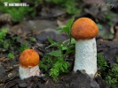 Leccinum rufum