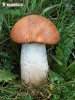 Leccinum rufum