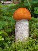 Leccinum rufum