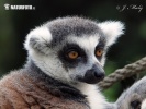 Lemure dalla coda ad anelli