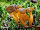 Leotia lubrica