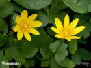 Lesser Celandine