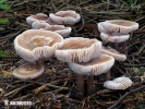 Lilac Bonnet