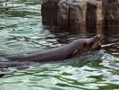 Lobo marino australiano