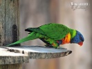 Lorichetto arcobaleno della Tasmania