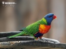 Lorichetto arcobaleno della Tasmania