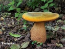 Lurid Bolete