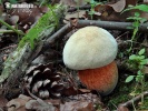 Lurid Bolete