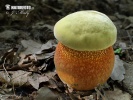 Lurid Bolete