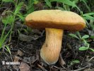 Lurid Bolete