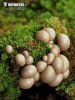 Lycogala epidendrum