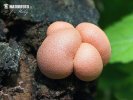 Lycogala epidendrum