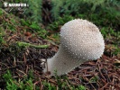 Lycoperdon perlatum