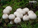 Lycoperdon perlatum