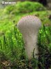 Lycoperdon perlatum