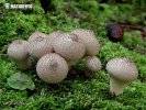 Lycoperdon perlatum