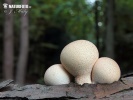 Lycoperdon pyriforme