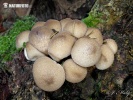 Lycoperdon pyriforme