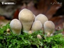 Lycoperdon pyriforme