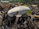 Macrolepiota konradii