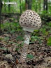 Macrolepiota procera