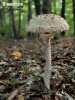 Macrolepiota procera