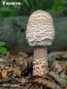 Macrolepiota procera