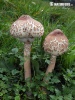 Macrolepiota sp.