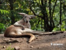 Macropus rufus