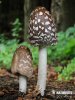 Magpie Inkcap