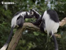 Mantled guereza