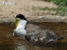 Masked Lapwing