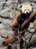 Mažoji panda