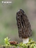 Morchella conica