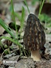 Morchella conica