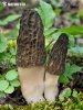 Morchella conica