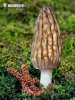 Morchella conica