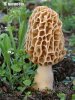 Morchella esculenta