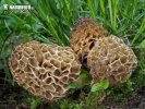 Morchella vulgaris