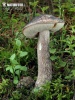 Mottled Bolete