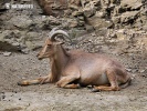 Mouflon à manchettes