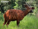 Mountain Bongo