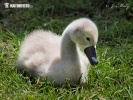 Mute Swan