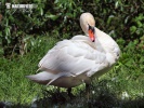 Mute Swan