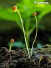 Mycena acicula