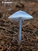 Mycena pura